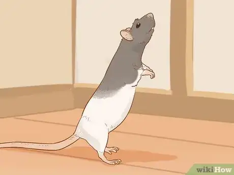 Image titled Train Your Rat to Do Tricks Step 10