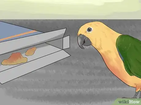 Image titled Entertain a Conure Step 4