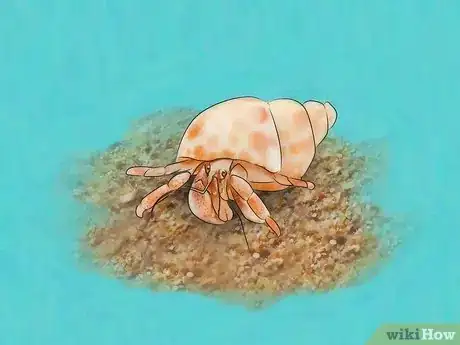 Image titled Feed Sand Crabs Step 7