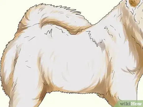 Image titled Identify a Chow Chow Step 7