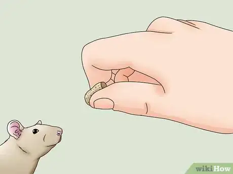 Image titled Bond With Your Pet Rat Step 12