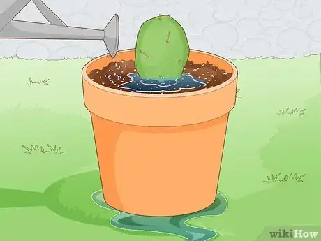 Image titled Propagate a Cactus Step 8