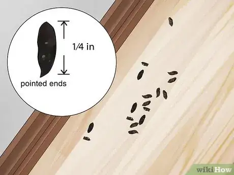 Image titled Get Rid of Mice in the Walls Step 1