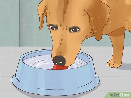 Image titled Feed a Pregnant Dog Shortly Before Labor Step 3