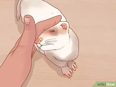 Image titled Train Your Ferrets to Do Tricks Step 12