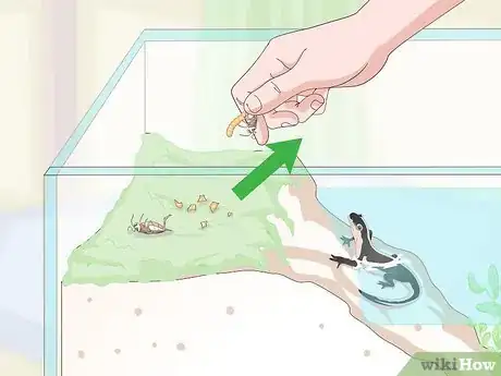 Image titled Care for Salamanders Step 17