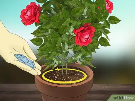 Image titled Fertilize Roses Step 13