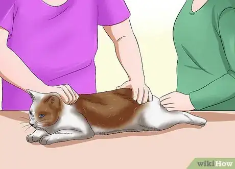 Image titled Give a Cat an Enema at Home Step 4