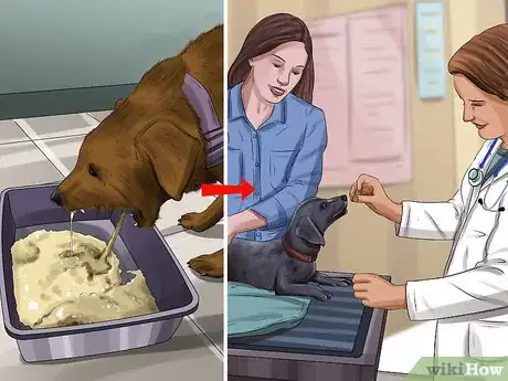 Image titled Treat Pyometra in Dogs Step 1