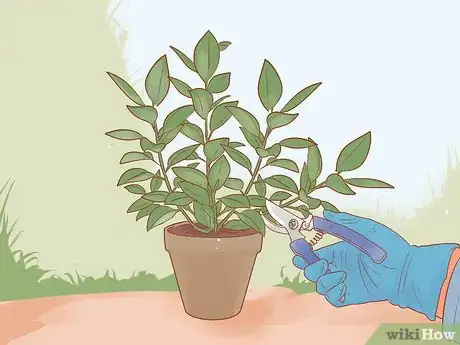 Image titled Prune a Rubber Plant Step 10