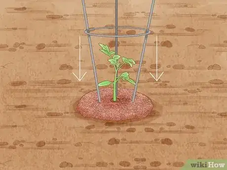 Image titled Stake Tomato Plants Step 12