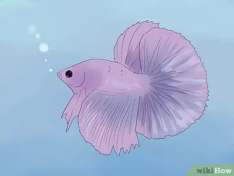 Image titled Tell if a Betta Fish Is Sick Step 1