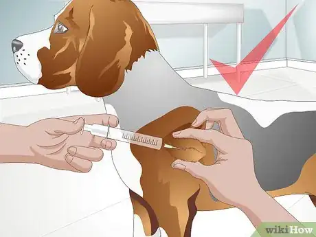 Image titled Treat a Yeast Skin Infection in a Dog Step 12