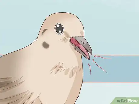 Image titled Choose Pet Doves Step 15