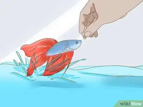 Image titled Grow a Bond With Your Betta Fish Step 10