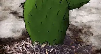 Grow Prickly Pears