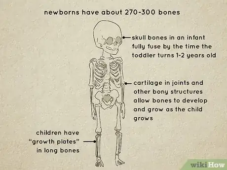 Image titled Understand the Human Skeletal System Step 2