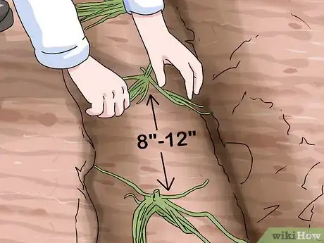 Image titled Grow Purple Asparagus Step 7