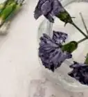 Dye Carnations