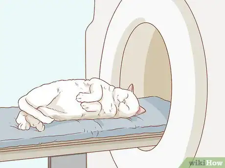 Image titled Diagnose and Treat Anal Gland Disease in Cats Step 9