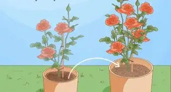 Grow Roses in Containers