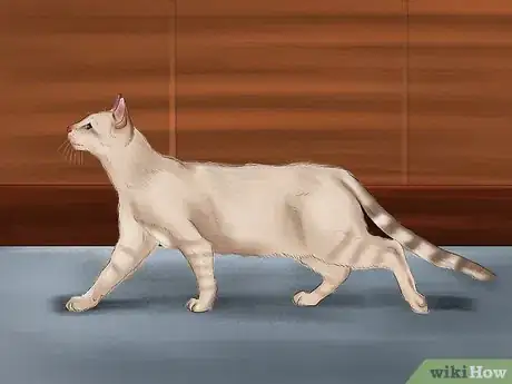 Image titled Identify a Tonkinese Cat Step 6