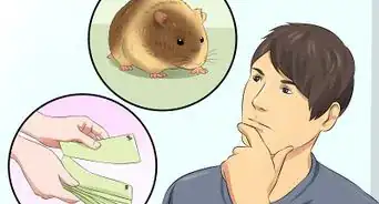 Euthanize a Sick Hamster