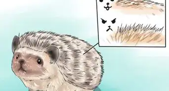 React when Your Hedgehog Bites You