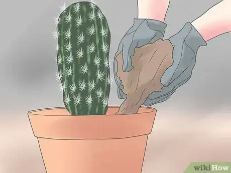 Image titled Repot a Cactus Step 13