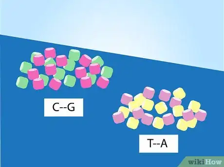 Image titled Make a Model of DNA Using Common Materials Step 4