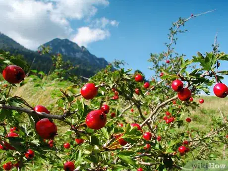 Image titled Preserve Rose Hips Step 1