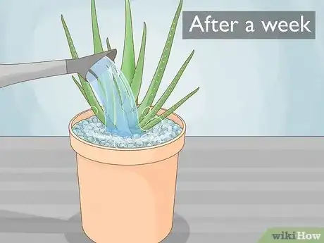 Image titled Care for Your Aloe Vera Plant Step 12