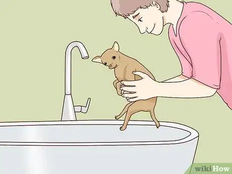 Image titled Wash a Chihuahua Step 5