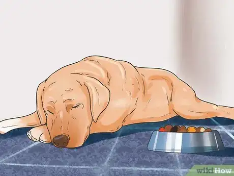 Image titled Recognize Poisoning in Dogs Step 7