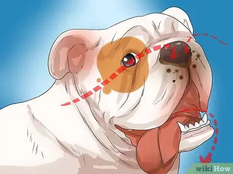 Image titled Diagnose Respiratory Problems in Bulldogs Step 1