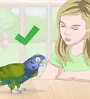 Pet a Bird