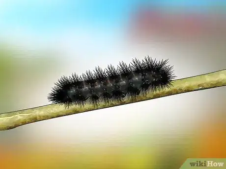 Image titled Identify a Caterpillar Step 7