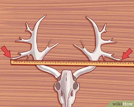Image titled Score Deer Antlers Step 7