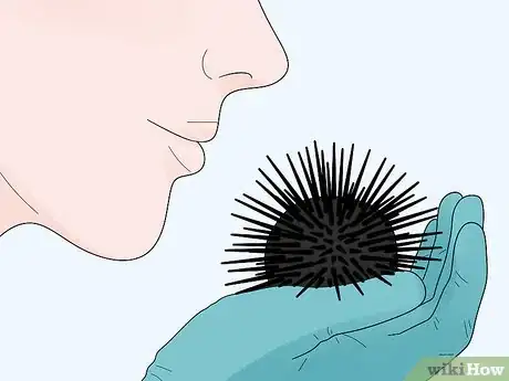 Image titled Eat Sea Urchins Step 1