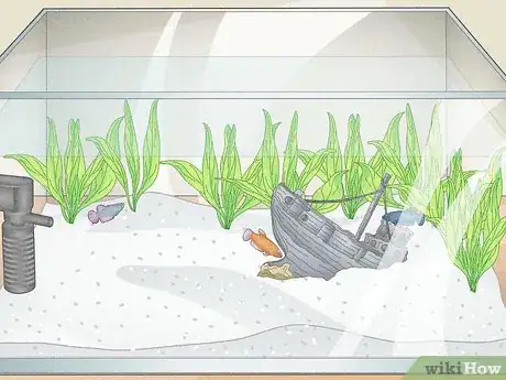 Image titled Keep Multiple Female Bettas in One Tank Step 2
