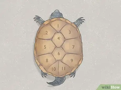 Image titled Identify Turtles Step 4