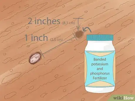 Image titled Grow Pinto Beans Step 10