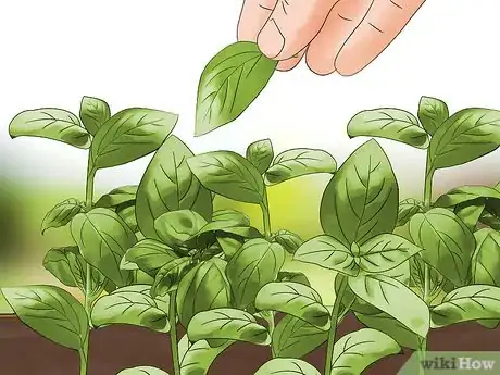 Image titled Harvest Basil Step 2