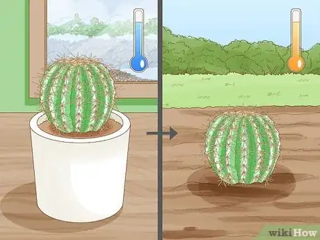 Image titled Grow Golden Barrel Cactus Step 8