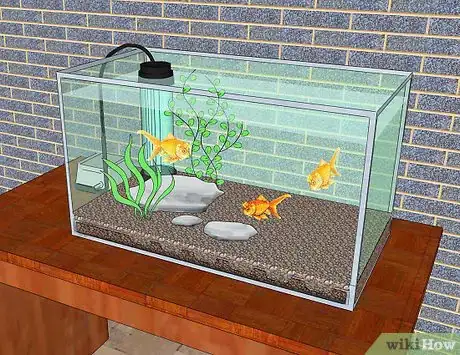 Image titled Change the Water in a Fish Aquarium Intro