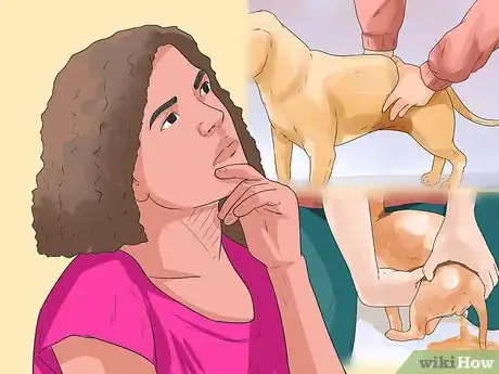 Image titled Help a Female Dog Who Is Injured Urinate Step 8