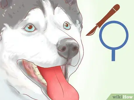 Image titled Take Care of Your Dog's Basic Needs Step 19