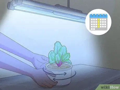 Image titled Grow Vegetables With Grow Lights Step 7