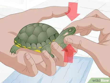 Image titled Apply Medication to a Turtle's Eyes Step 4