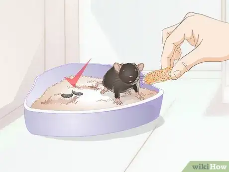 Image titled Litterbox Train Your Rat Step 5